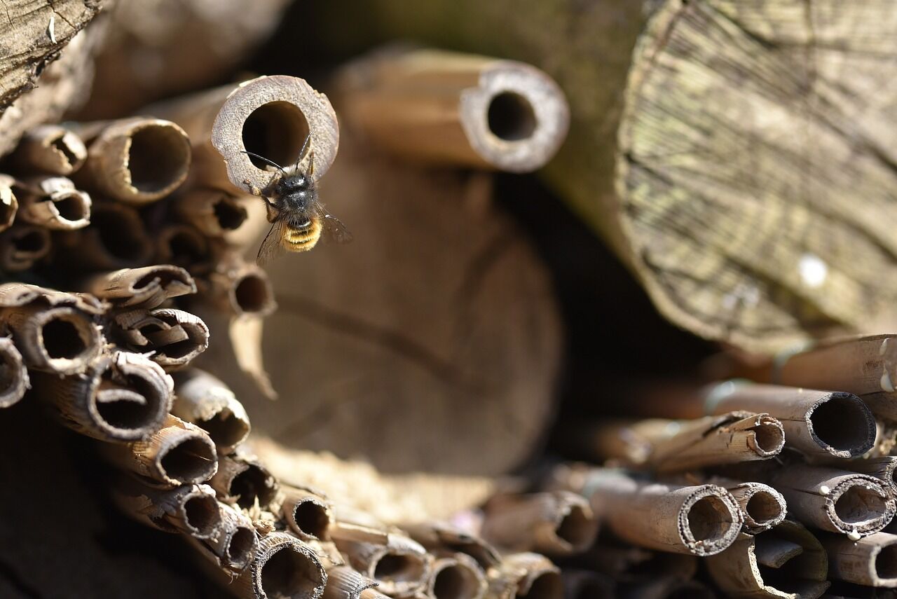 solitary-bee-5317490_1280.jpg